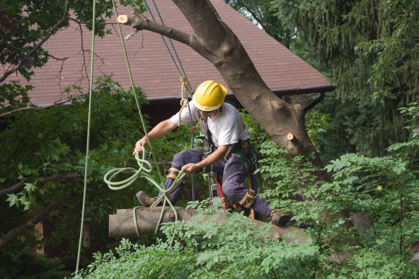 Professional Tree Care in Marietta, PA