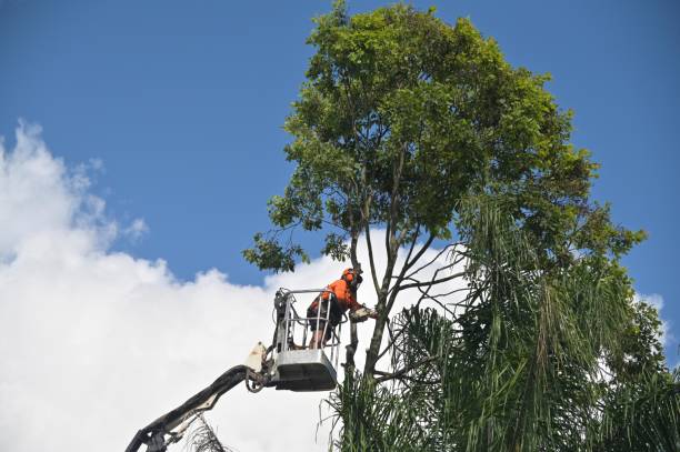 Best Hedge Trimming  in Marietta, PA